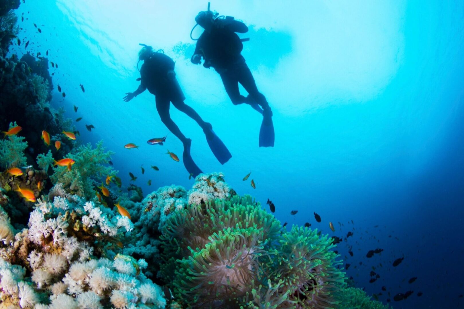 Two scuba divers swimming in the ocean next to a coral reef.