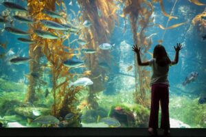 A girl is looking at the fish in an aquarium.