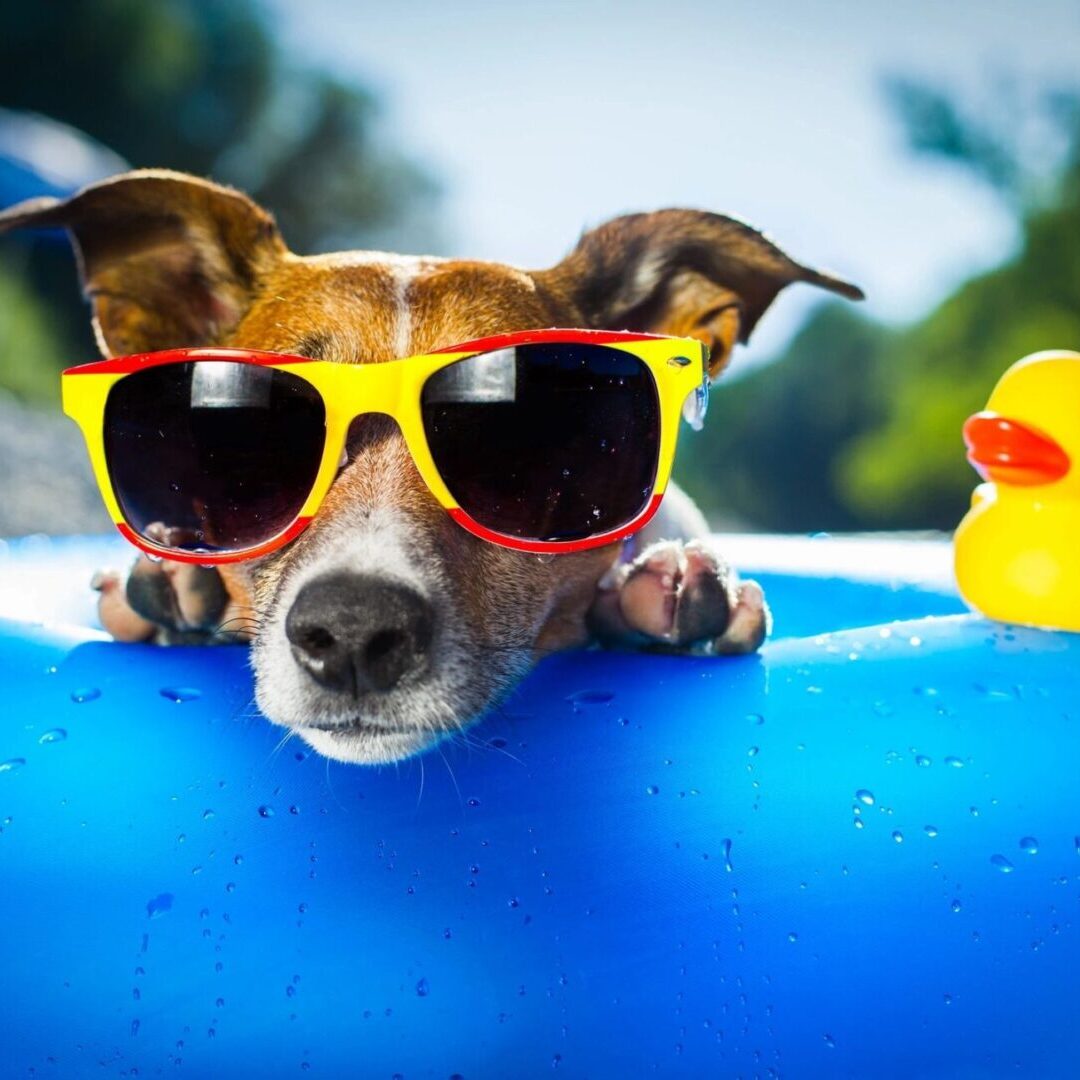 A dog wearing sunglasses and sitting in an inner tube.